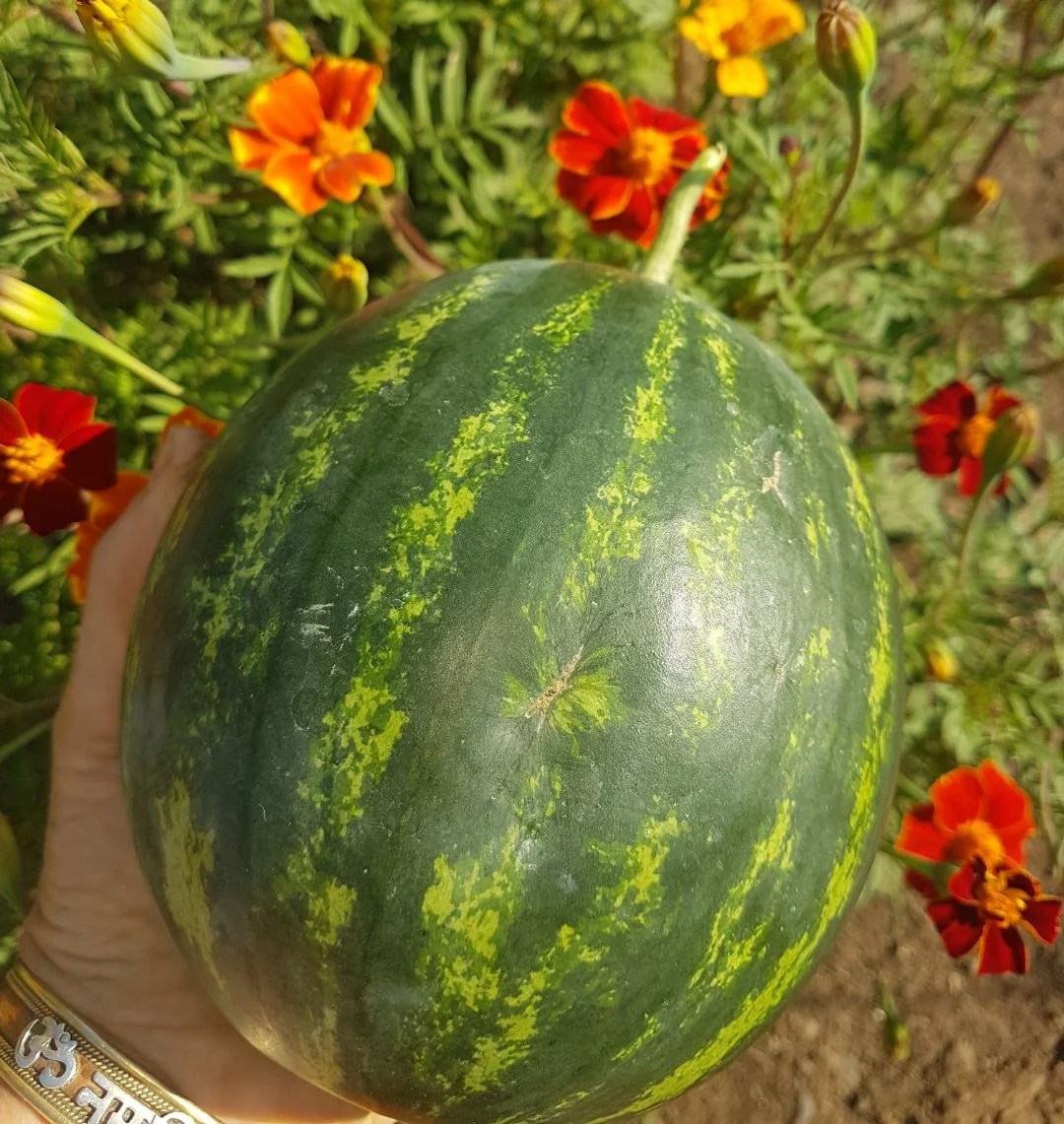 Crimson Gold™ Mini Watermelons – Premium Export-Grade