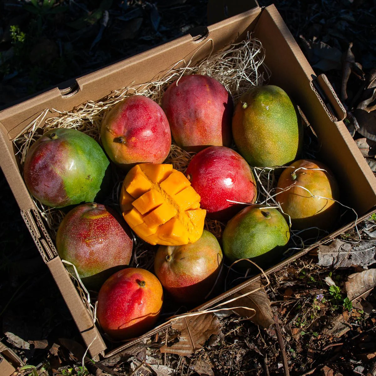 Premium Fresh Mango – Kent Variety