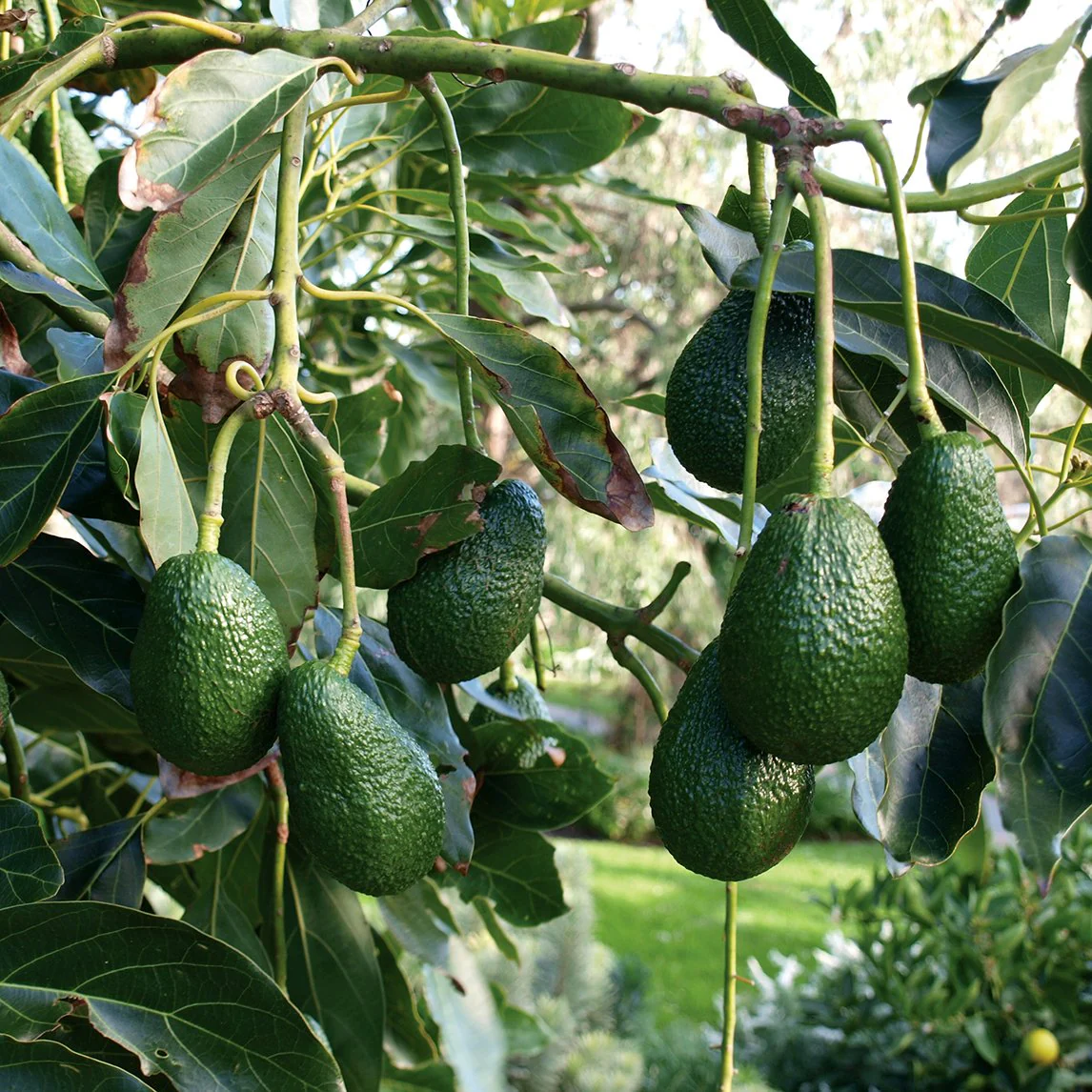 Fresh Hass Avocado – Export Quality